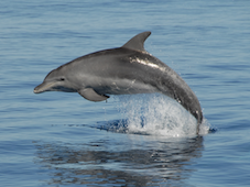 Dolphin Eco Tour
