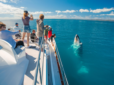 Freedom Whale Watching