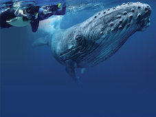 Whale Swim Tour