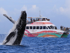 Boat Club Whale Watching